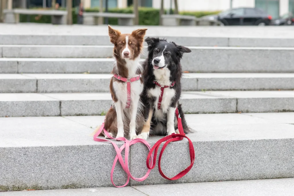 two dogs on pink and red leashes