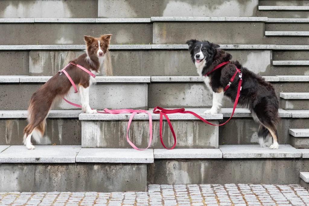 two dogs on pink and red leashes