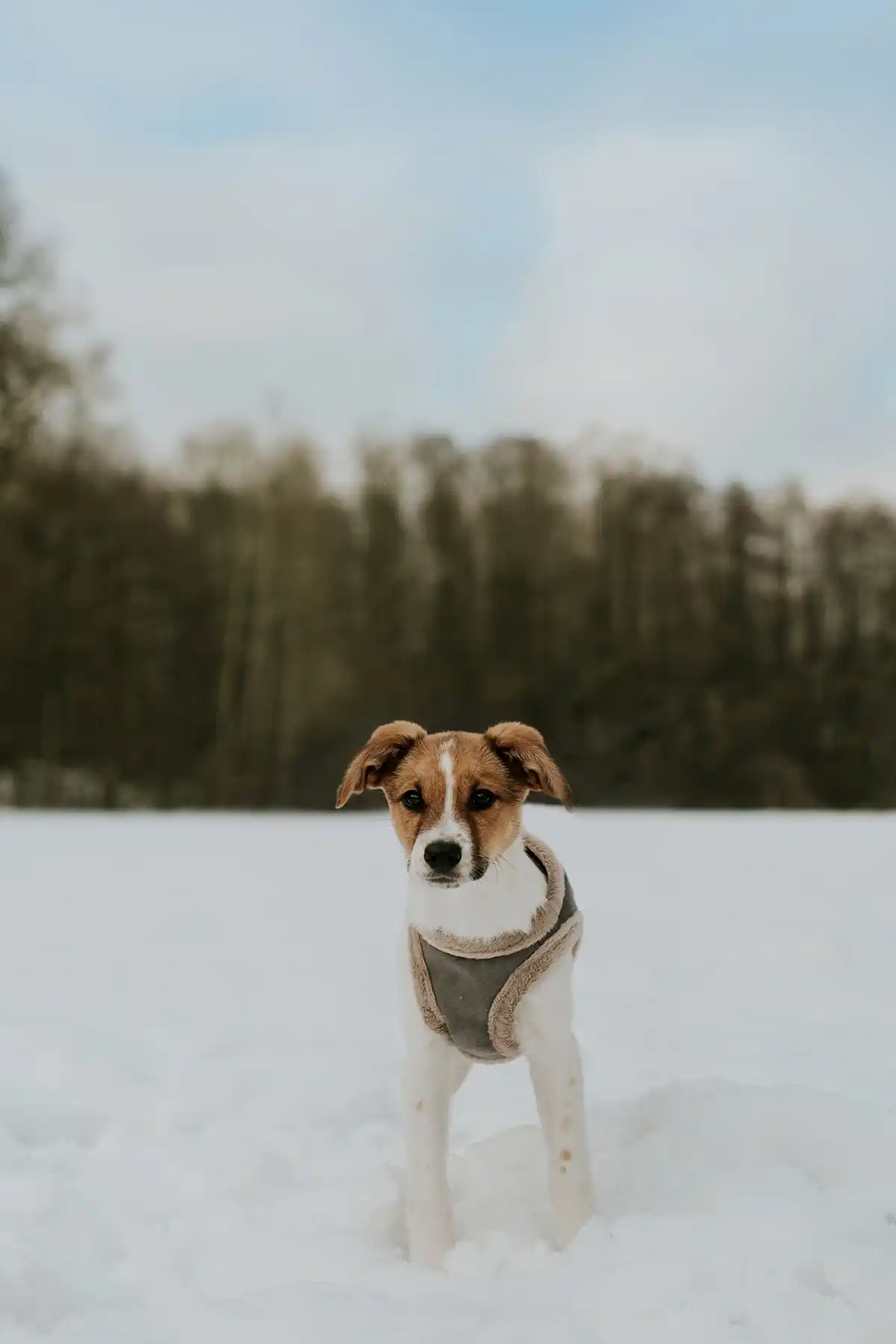 a dog in a winter harness stands on the snow