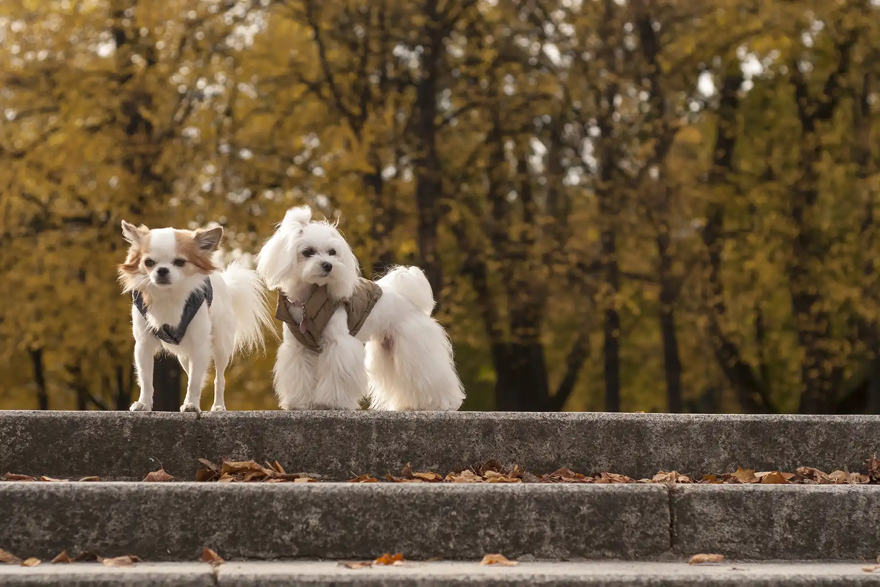 two dogs in the park