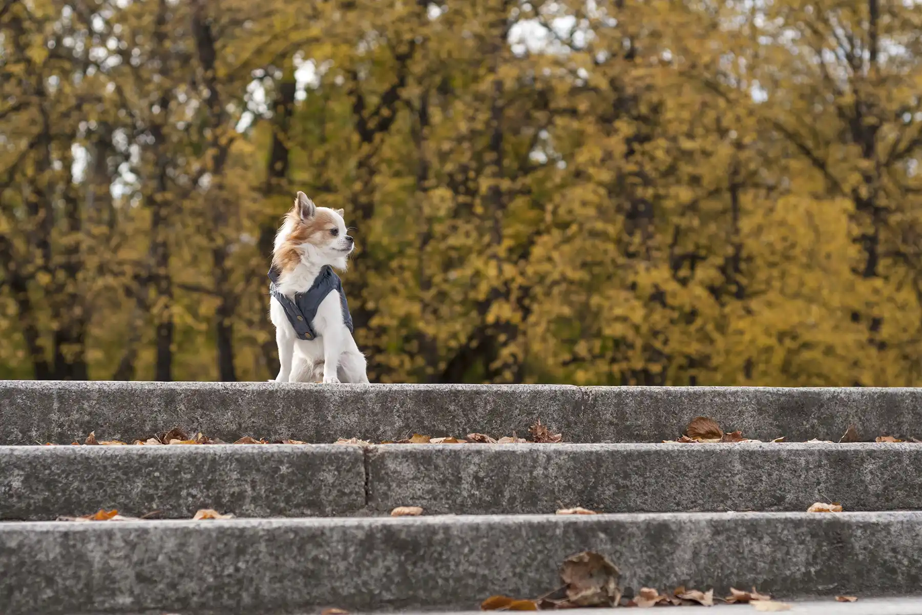 a dog in the park