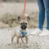 a dog with a blue harness on the leash