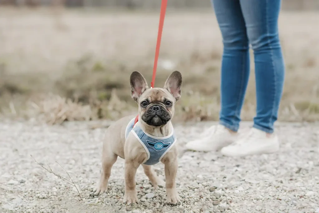 a dog with a blue harness on the leash