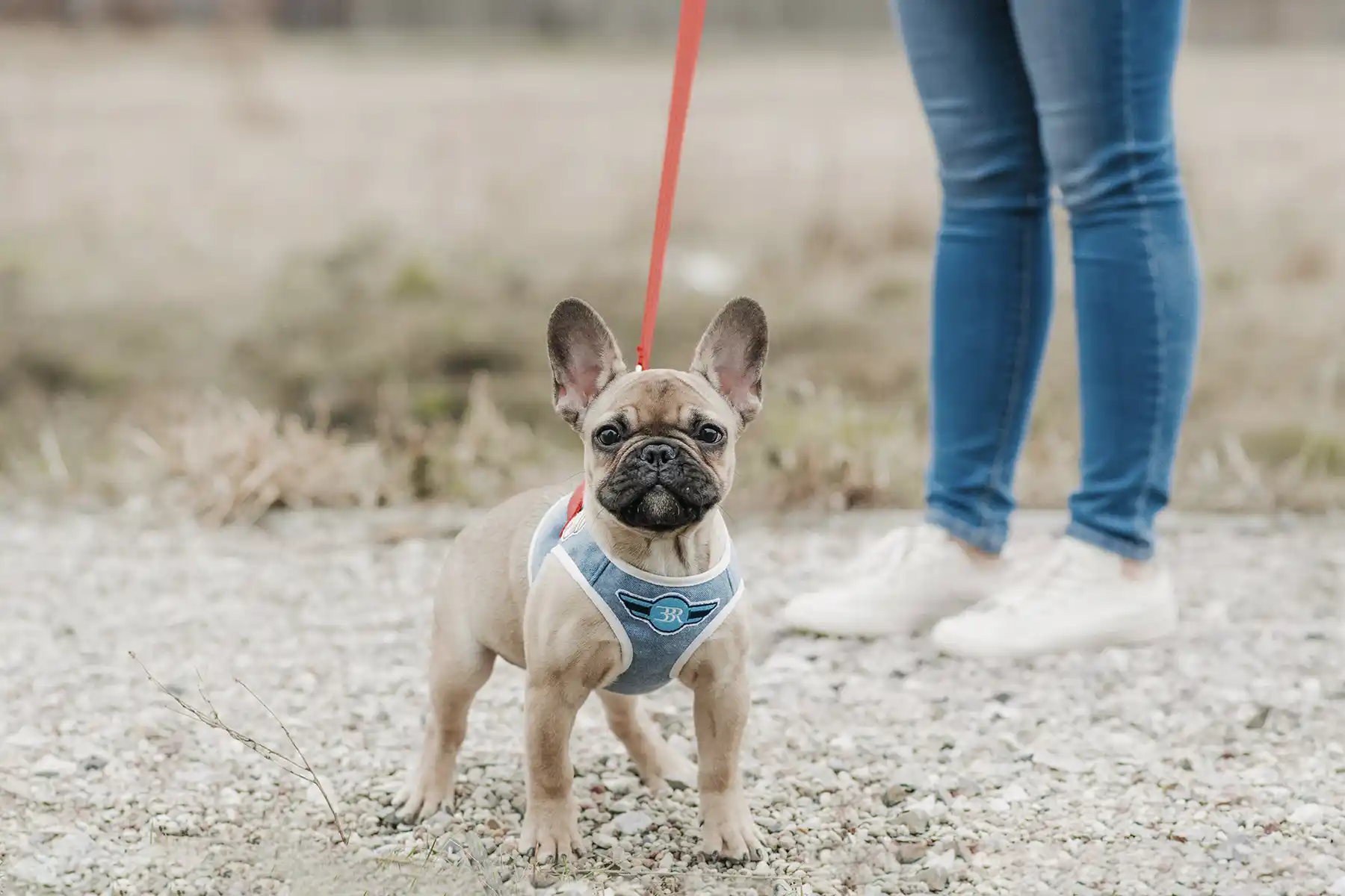 a dog with a blue harness on the leash