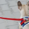 a dog with a navy harness on the leash