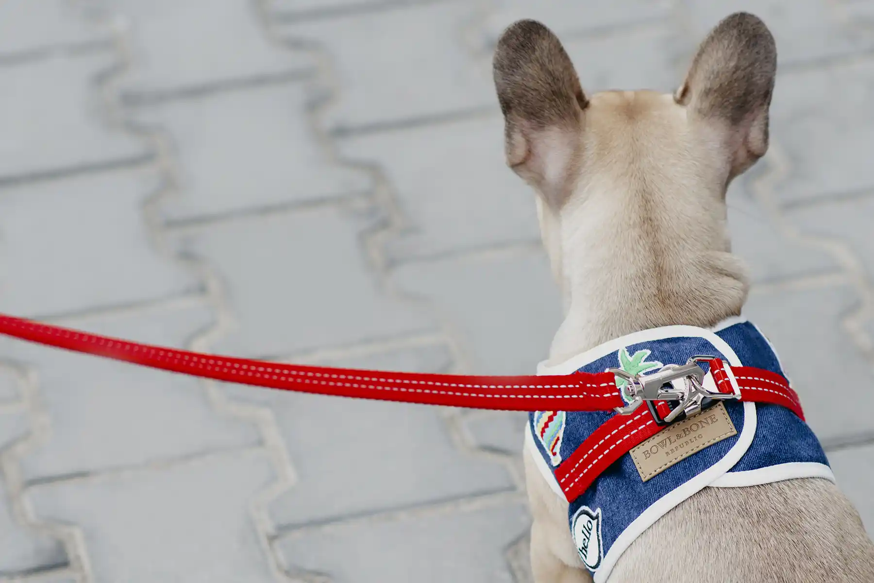 a dog with a navy harness on the leash
