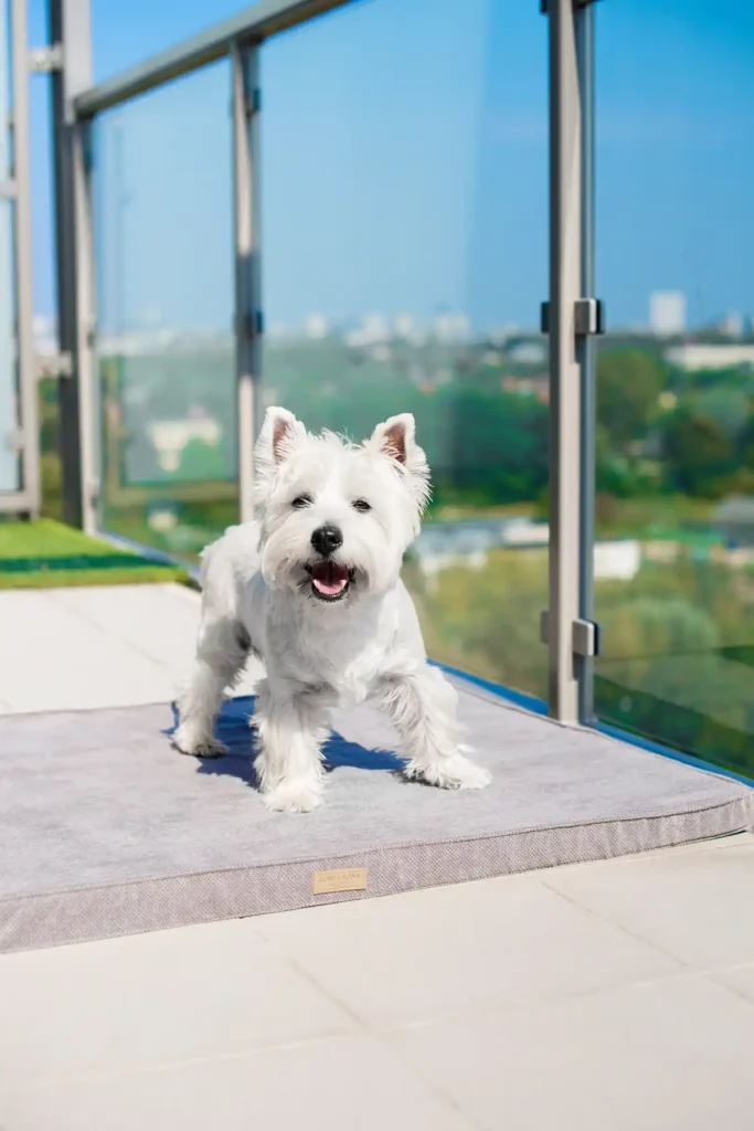 a small dog stands on the grey dog mat