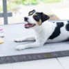 a dog on the grey dog mat