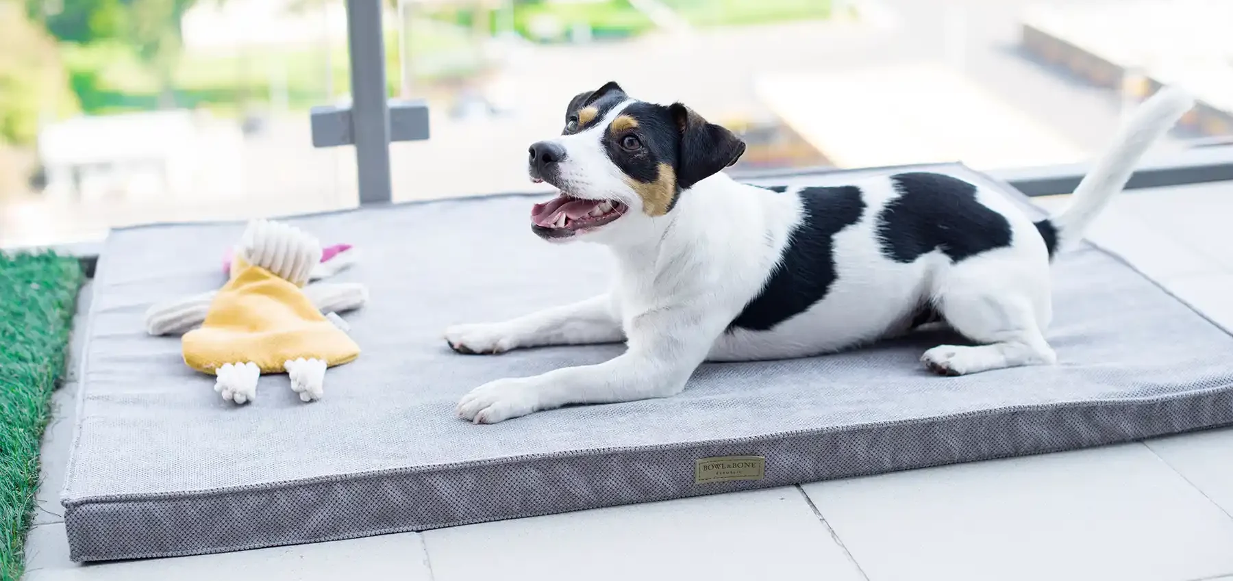 a dog on the grey dog mat
