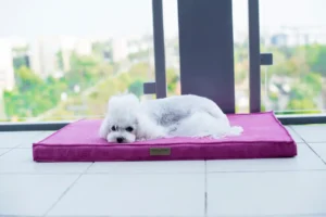 a dog on the pink dog mat