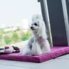 a dog on the pink dog mat