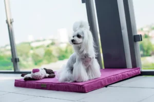 a dog on the pink dog mat