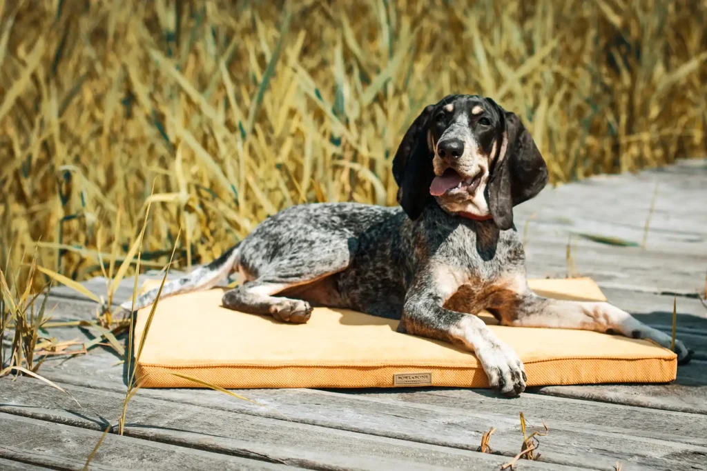 a dog on the dog mat