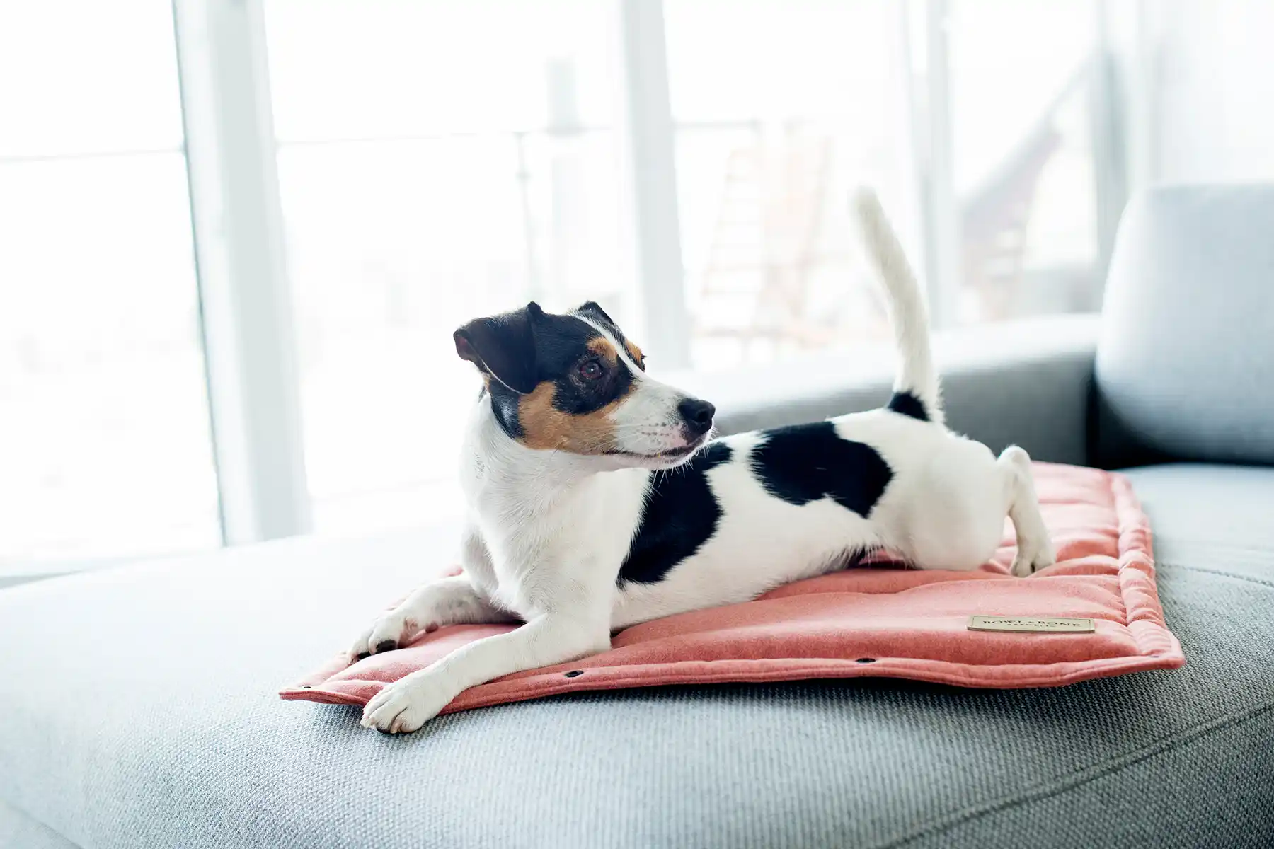 a dog on the coral dog mat