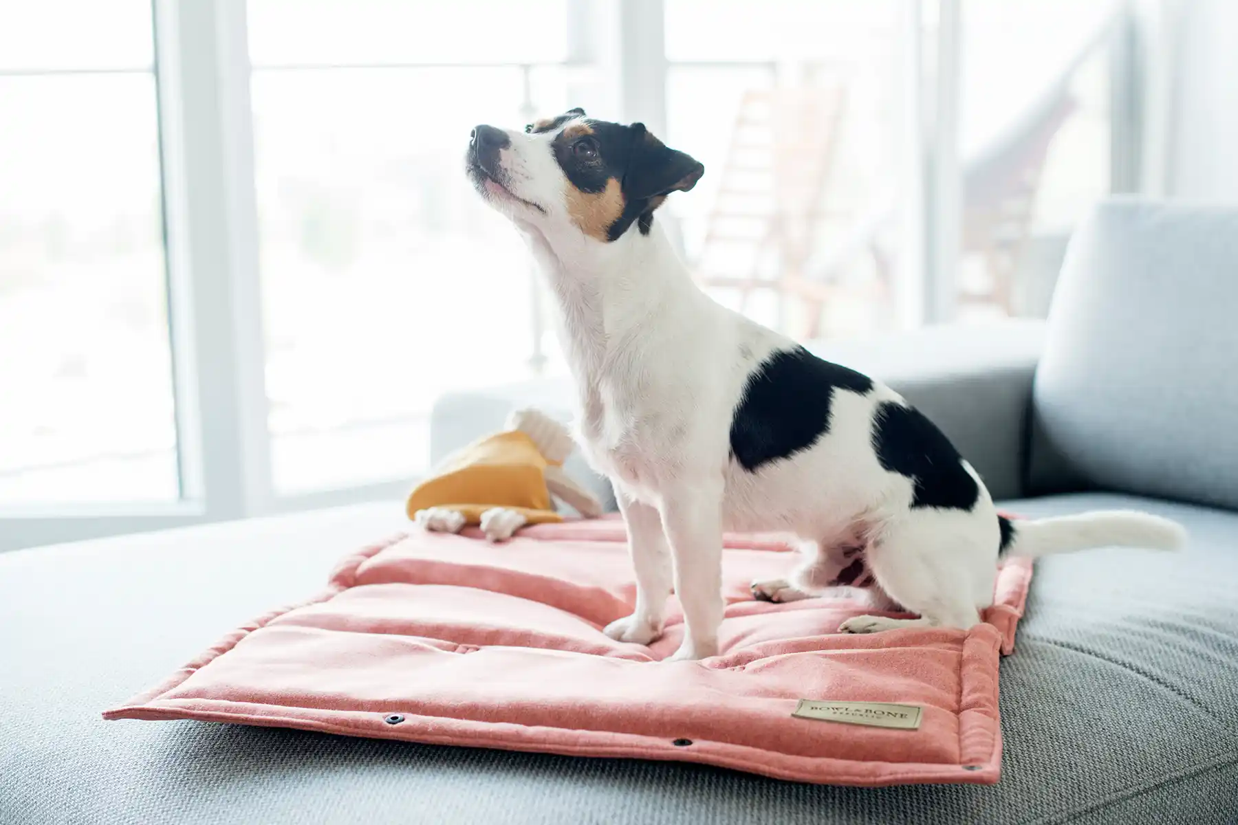 a dog on the coral dog mat