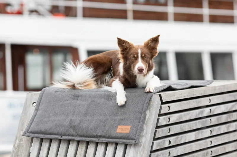 a dog lying on the graphite mat