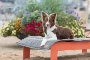a dog on the grey mat