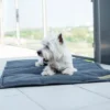 a small dog sits on the graphite dog mat
