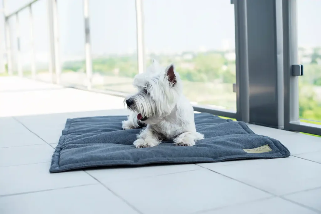 a small dog sits on the graphite dog mat