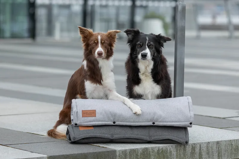two dogs with graphite and grey mats