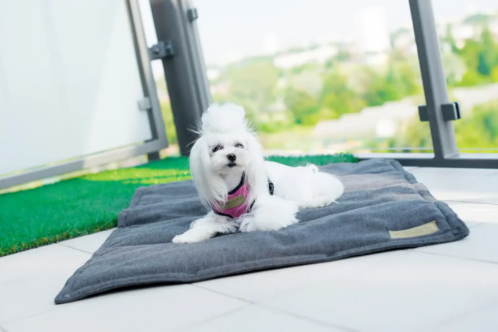 a small dog sits on the graphite dog mat