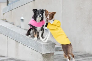 dogs in a yellow and pink raincoat