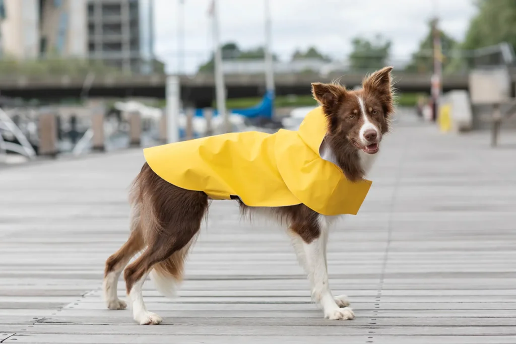 a dog in a yellow raincoat