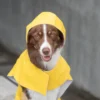 a dog in a yellow raincoat