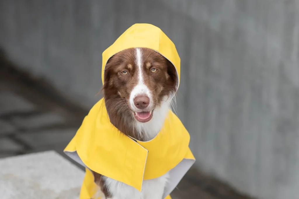 a dog in a yellow raincoat