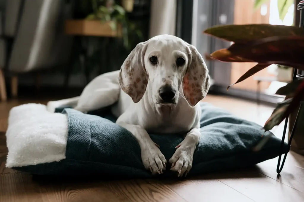 a dog on the blue dog bed