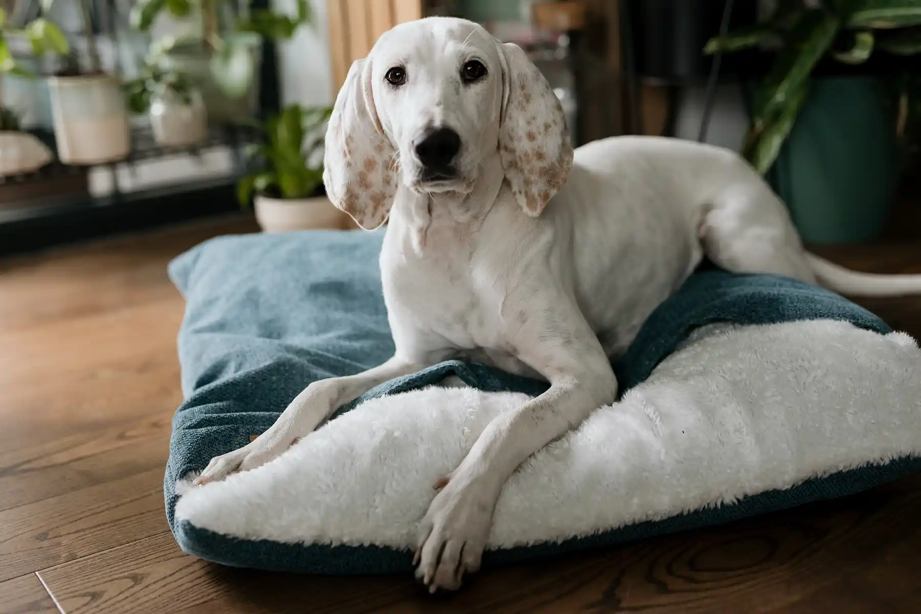 a dog on the blue dog bed