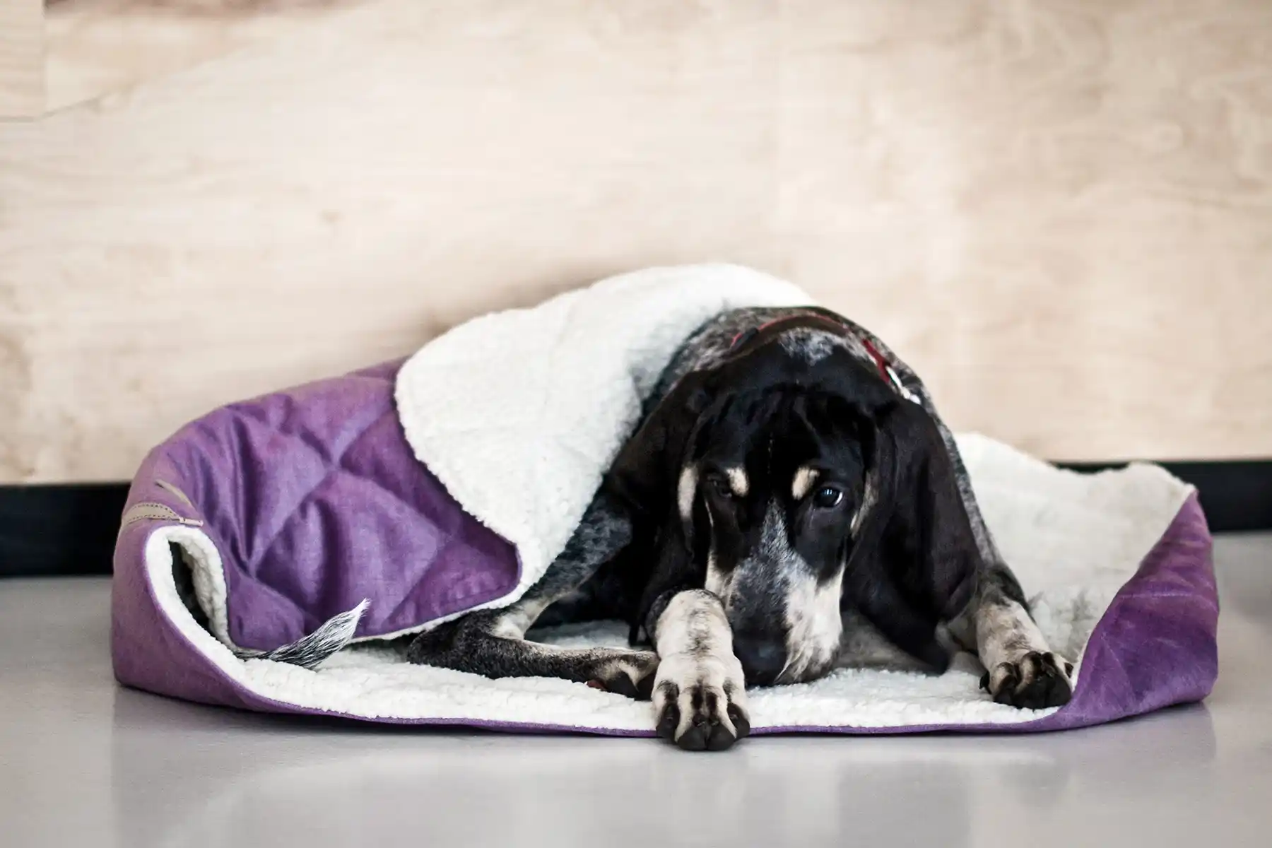 a dog in the dog bed
