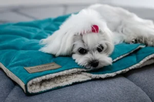 a dog in the dog bed