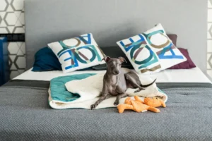 a dog sits on the dog bed