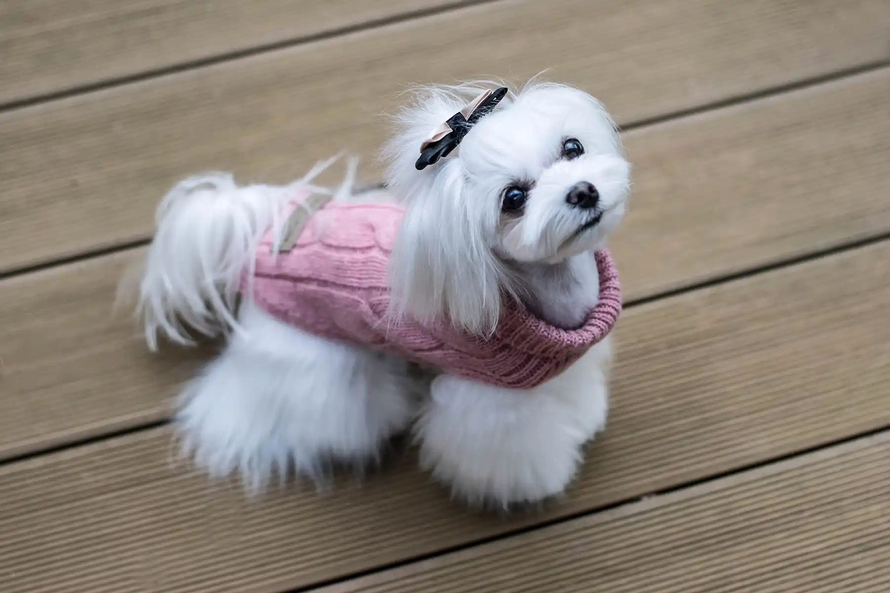 a dog in a pink sweater