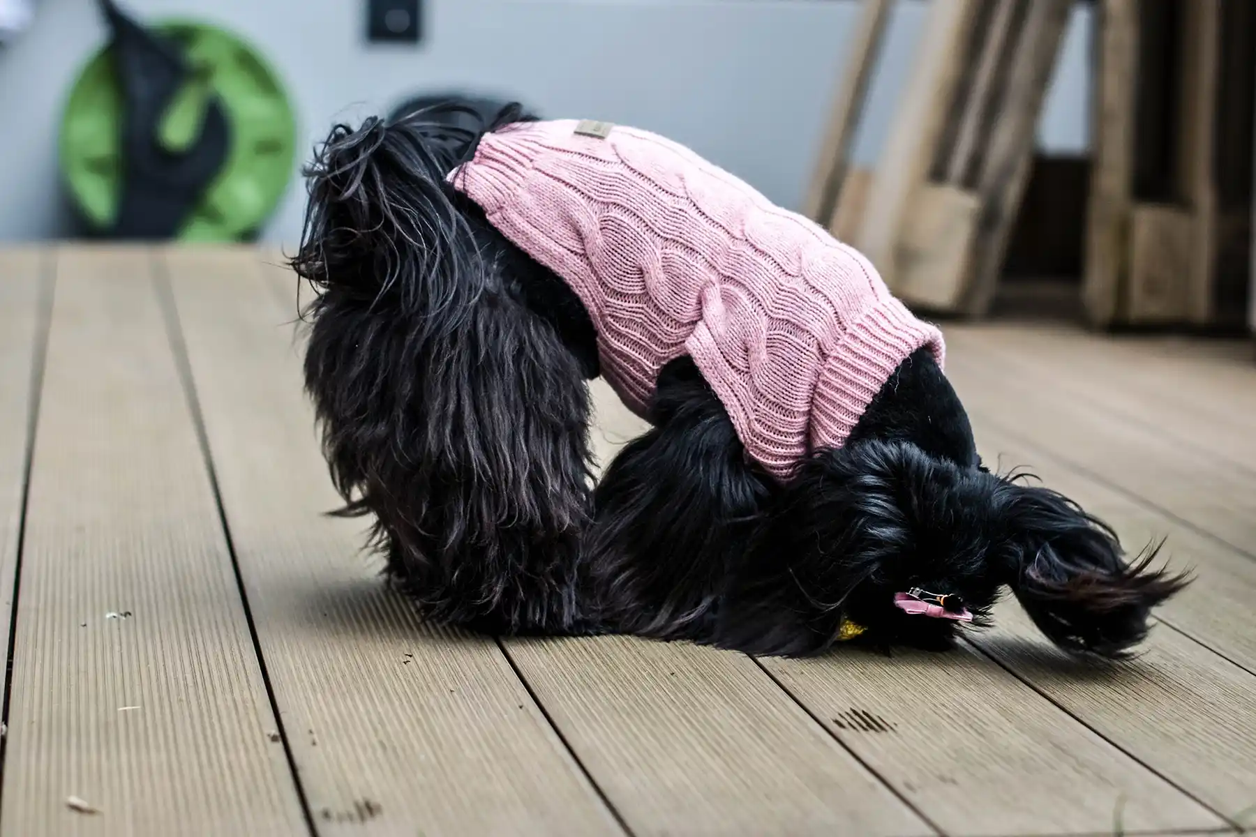 a dog in a pink sweater