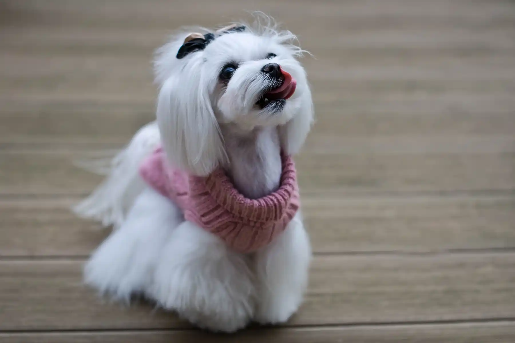 a dog in a pink sweater