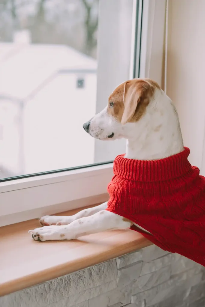 a dog in a red sweater overlooks the window