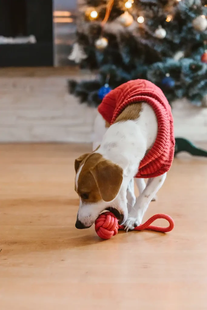 a dog in a red sweater plays with a toh under the christmas tree
