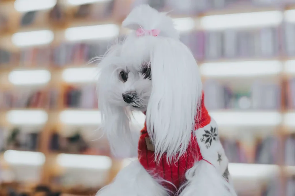 a dog in the christmas sweater