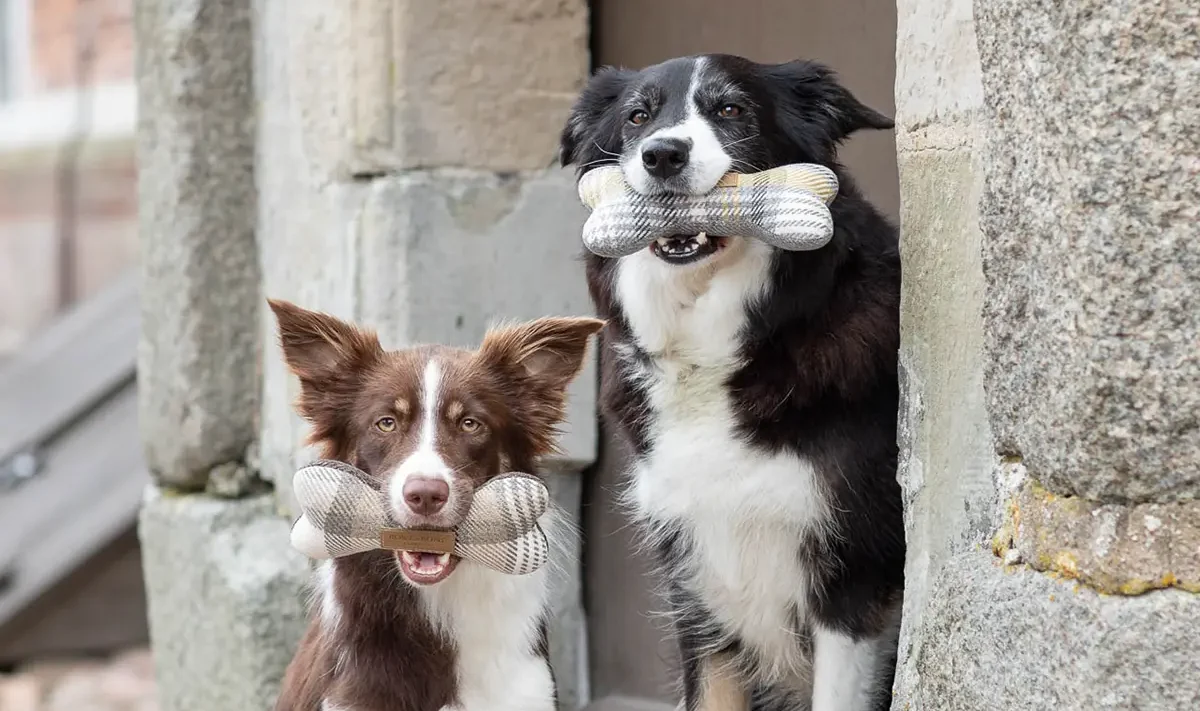 dogs with toy bones