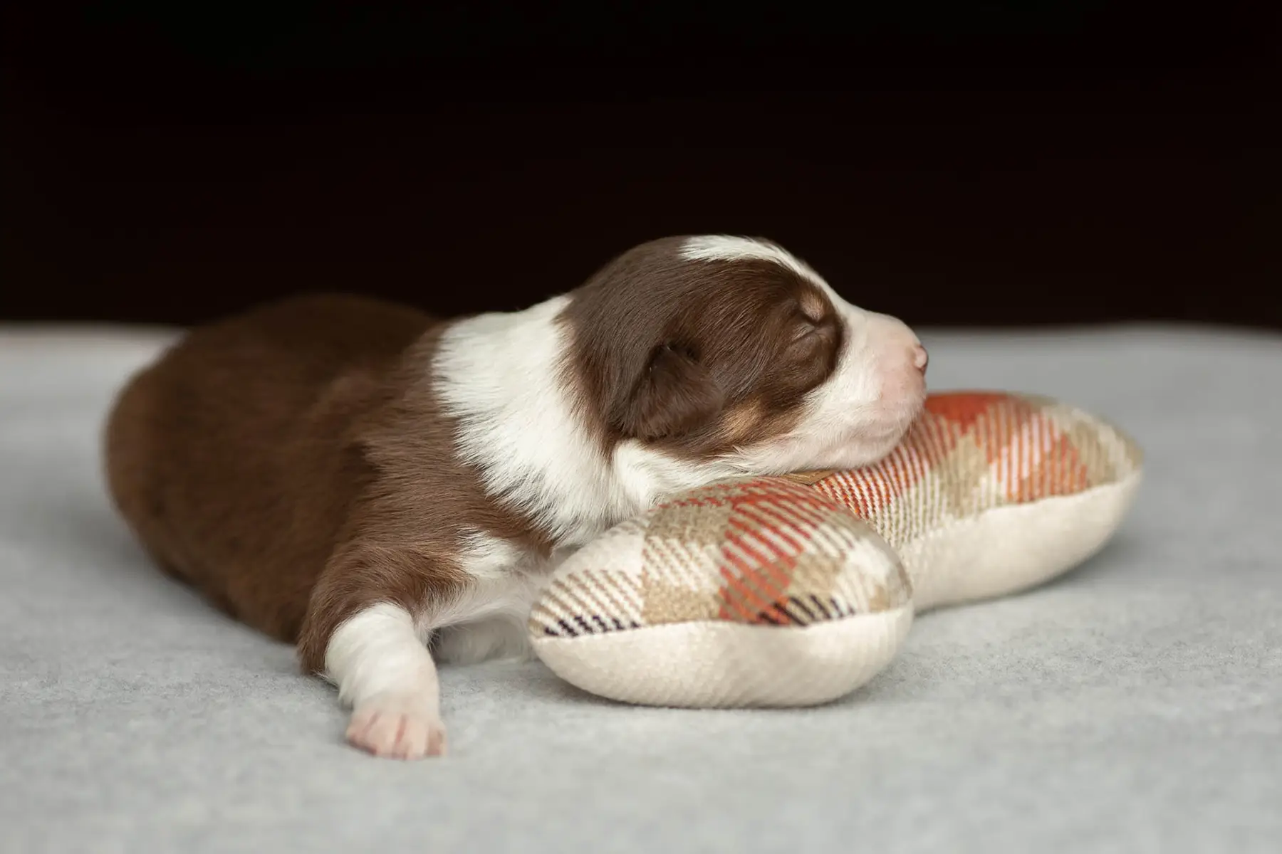 a puppy with a toy bone