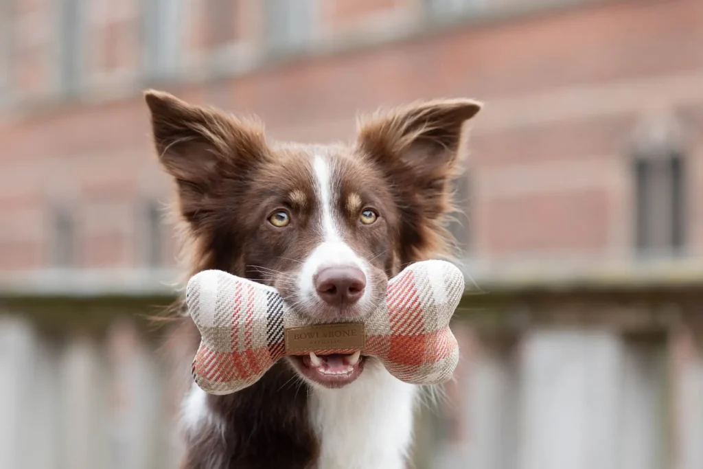a dog with a toy bone