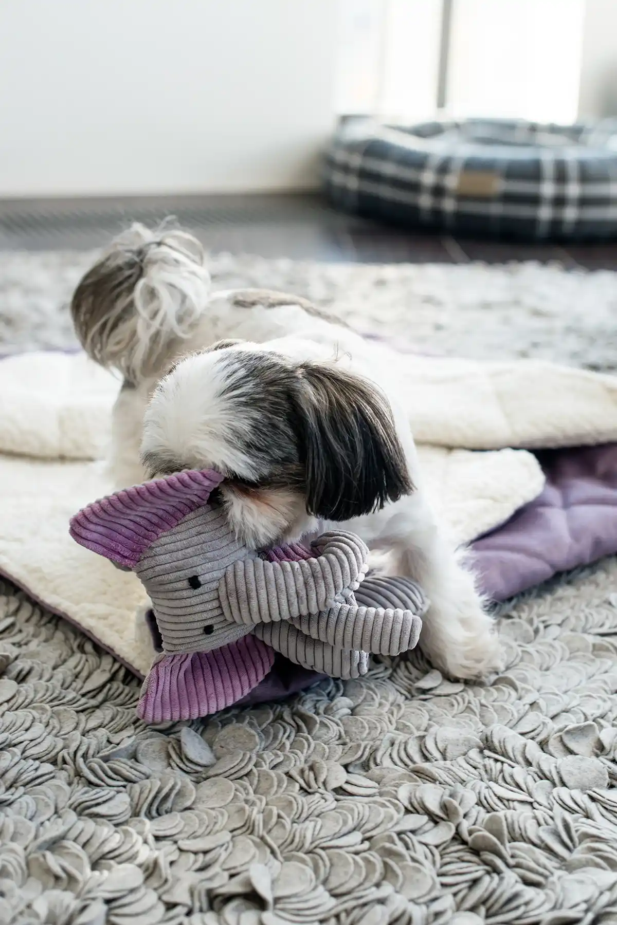 a small dog plays with a dog toy