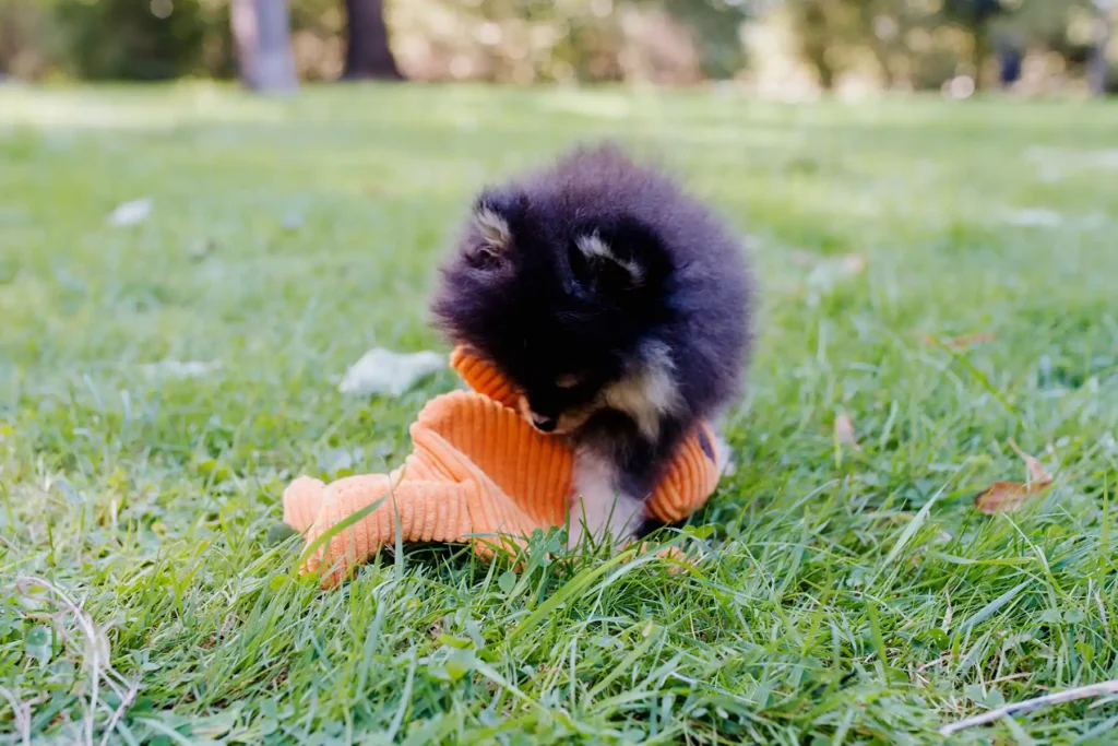 a puppy playing with a dog toy on the grass