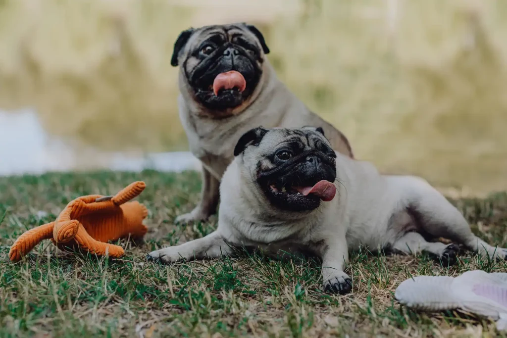 two dogs with a dog toy on the grass