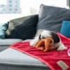 a small dog sits on the red blanket
