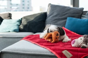 a small dog sits on the red blanket