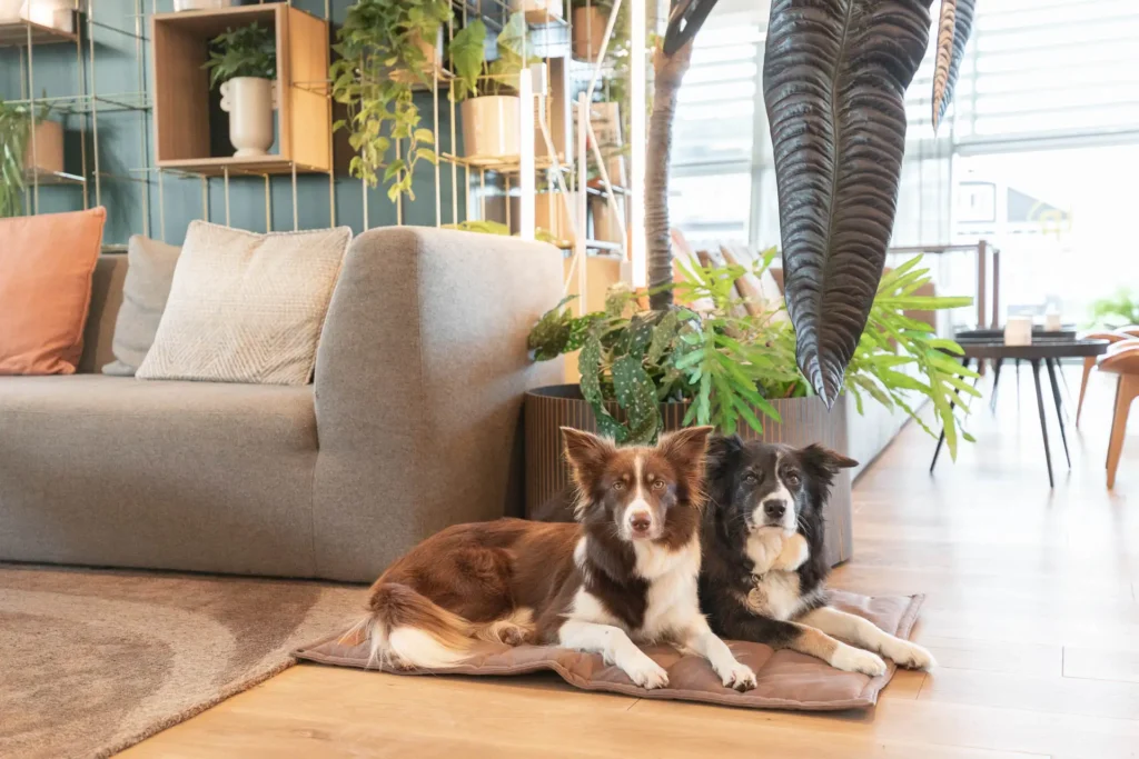 two dogs on the brown mat