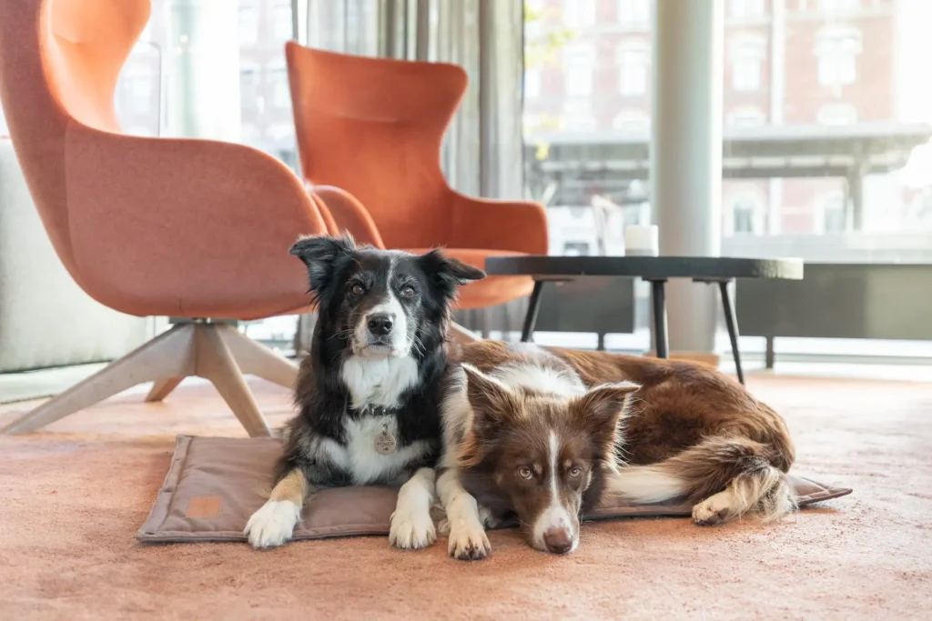 dogs lying on the brown mat